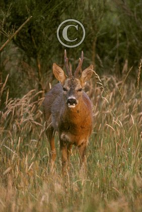 Roe Deer Buck DM0685